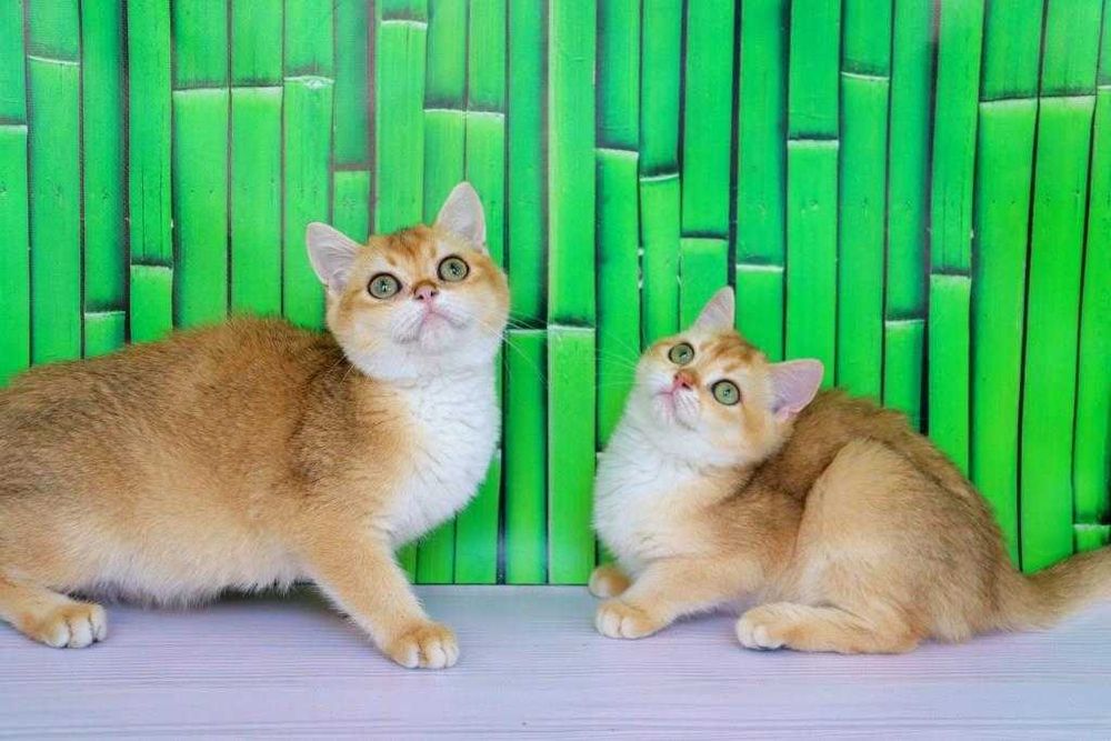 Интересный британский котёночек в золотой плюшевой шубке