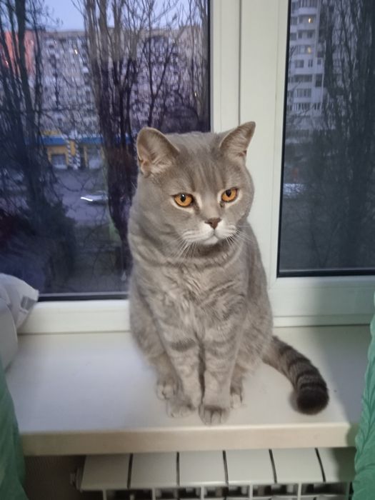 Продам кота породи британец