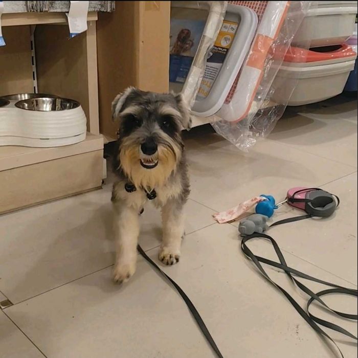 Щенки Цвергшнауцер , самая маленькая служебная собака