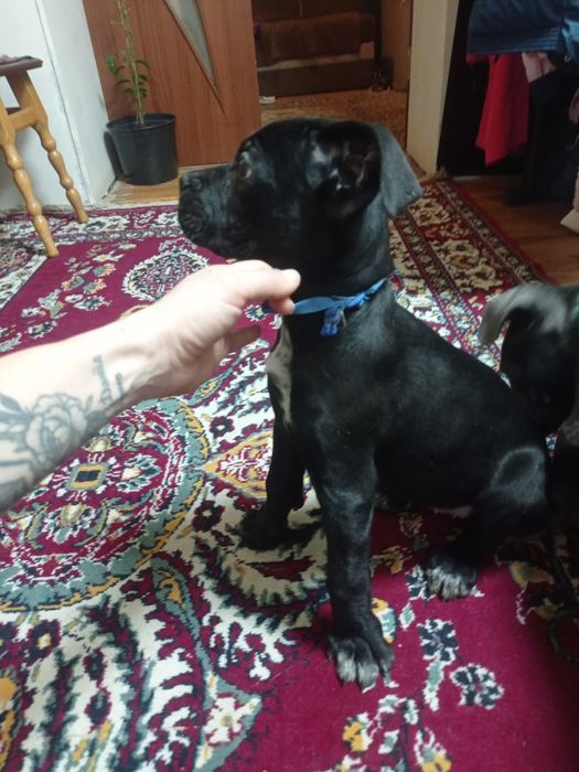 Чудові Кане- Корсо