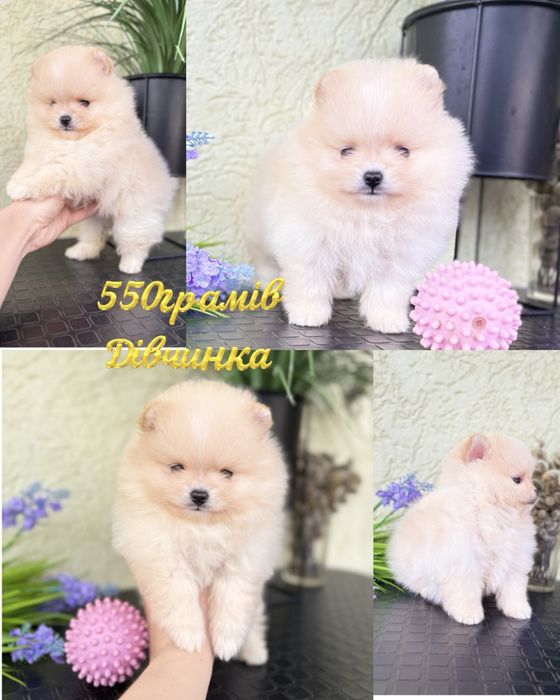 Малютка померанського шпіца