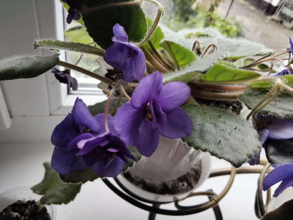 Фіалки.   квітучі