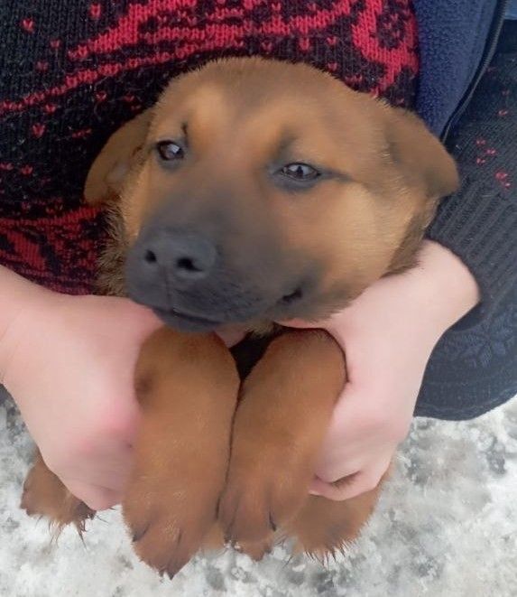 Віддамо в добрі руки собачку 4 місяці врятовану з зони бойових дій