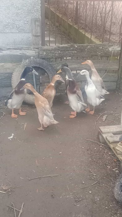 Kaczki biegusy indyjskie