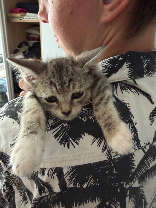 Котики, хлопчик та дівчинка