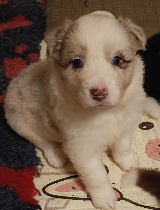 Piesek Border Collie