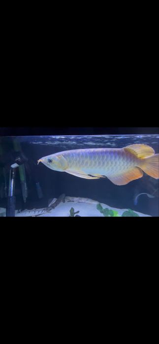 Arowana super red 30cm+ com certificado