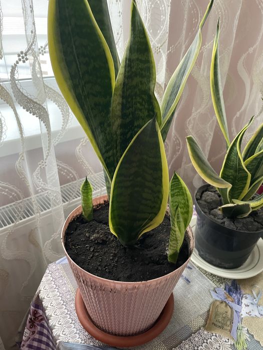 Сансев‘єрія,сансевієрія ,сансевиерия