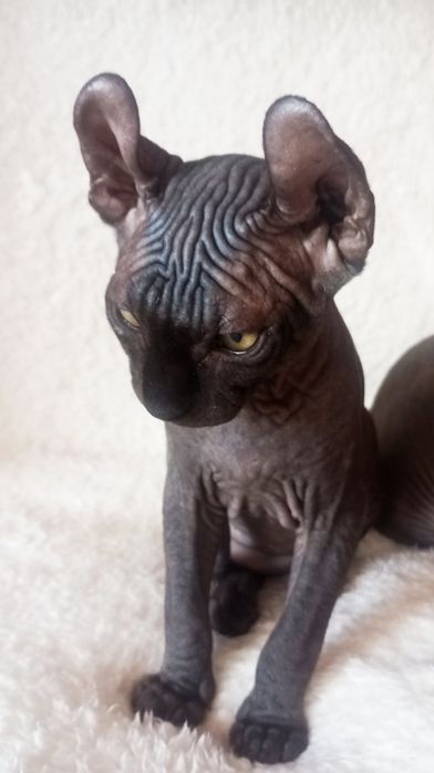 Двельф Эльф Клубні кошенята Єксклюзив.