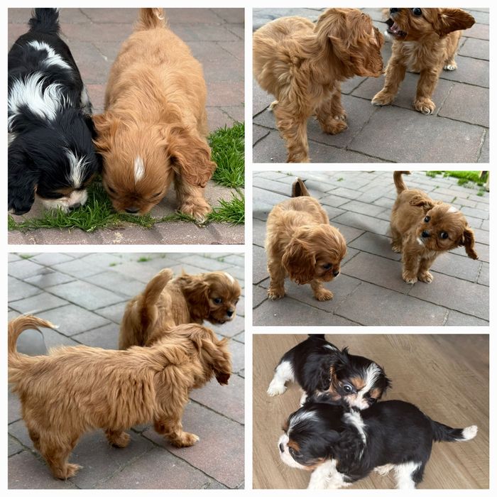 Cavalier King Charles Spaniel