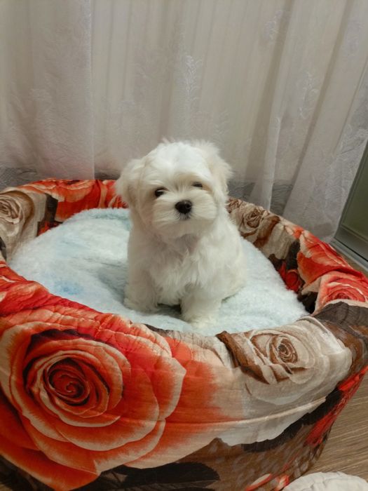 Мальтийская балонка