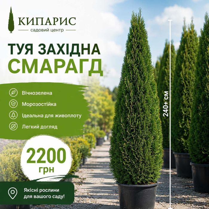 знижка -40% Туя Західна Smaragd