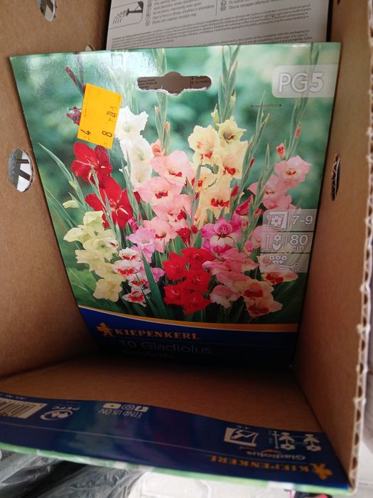 Kwiatki cebulki roślin