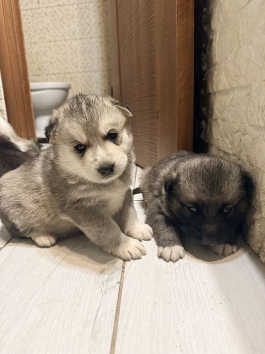 Цуцики хаскі , народжені 22 грудня 2025 року