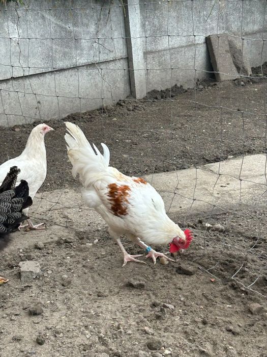 Kogut 3 miesięczny