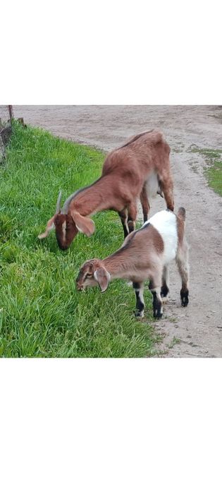 Продам англонубійську кізочку