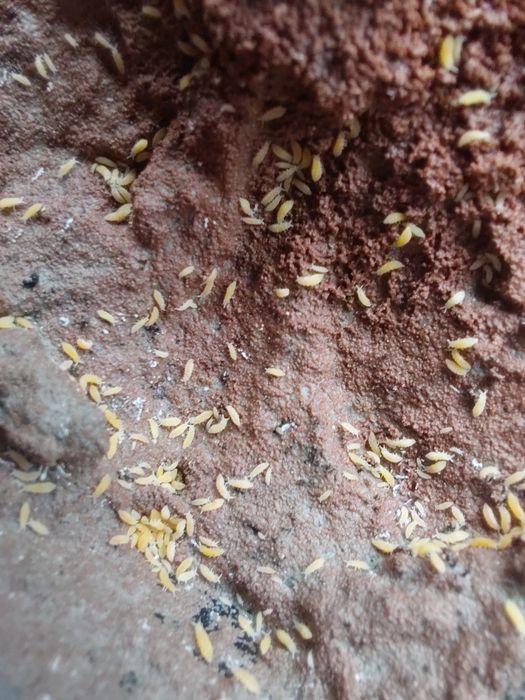 Colêmbolo Amarelo Albino - Ceratophysella yellow albino