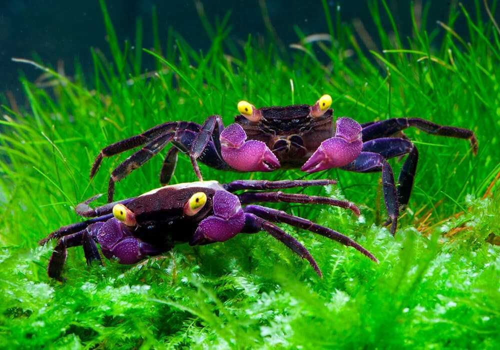 GB Krab Wampir - dowóz ryb!