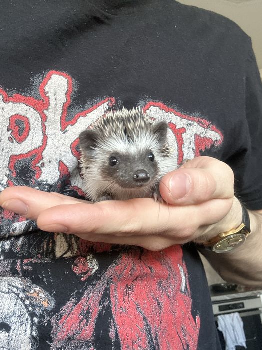 Jeżyki Pigmejskie