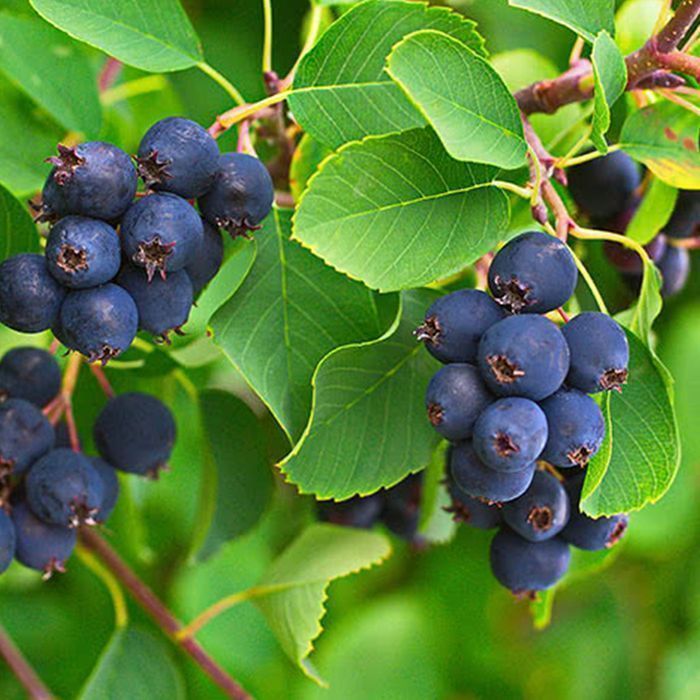 Саджанці ірги ОПТ–Роздріб / Саженцы ирги ОПТ–Розница Дроп/Дропшипінг