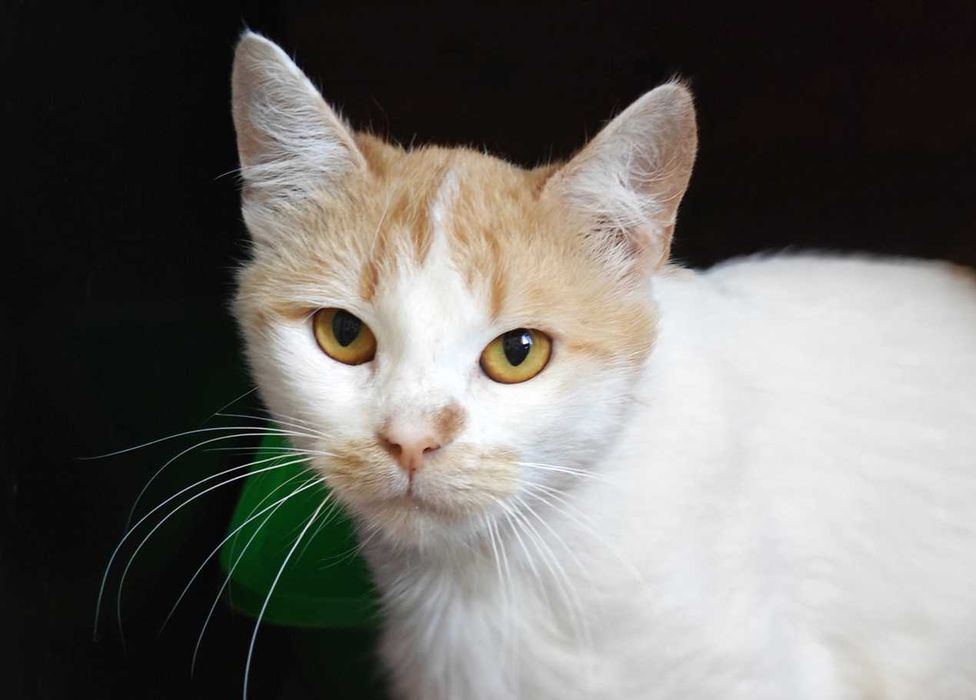 Котик (кіт) Кексик 1 рік , шукає дім