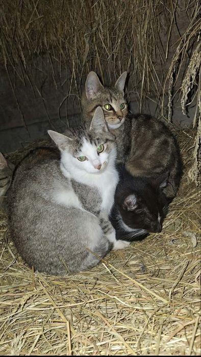 Oddam młode kotki
