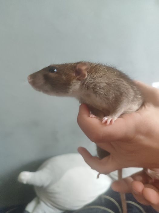 Пацюки Дамбо, милі пацючки