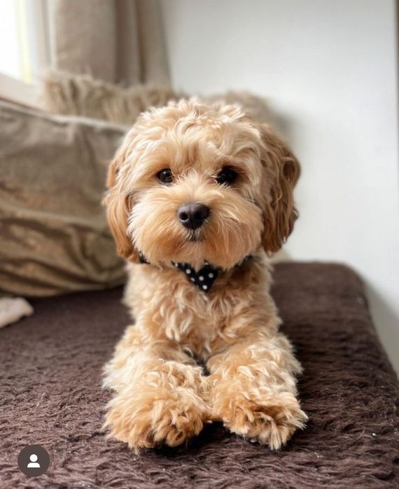 Підрощені мальтіпу F1 хлопчик і дівчинка 5 місяців. Зі Львова.