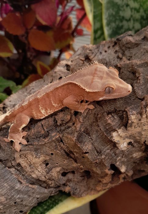 Gekon orzęsiony młody samiec red phantom lilly