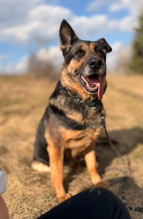 Cudowna sunia w typie ON !