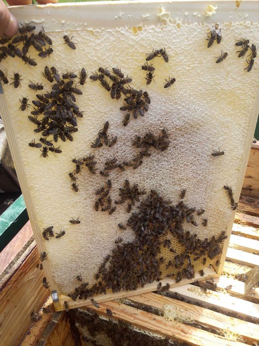 Odkłady Dadant  2026