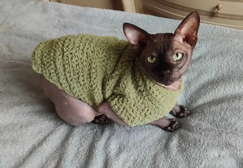 Одежда для кошек, котят, собак,сфинксов,кота, одяг для тварин на заказ