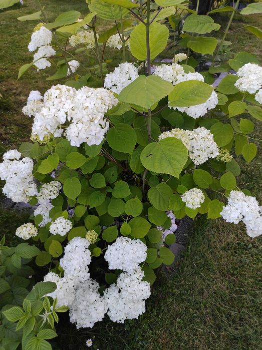 Irysy pachnące białe