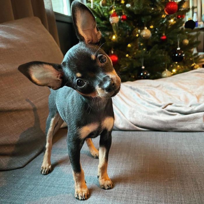 Pinscher miniatura menino