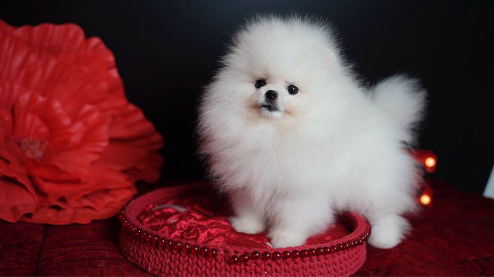 Предлагается к продаже очаровательный малышь померанского шпица