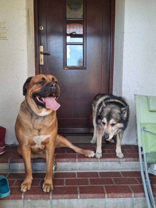 Zaginęły 2 psy okolice Krakowa nagroda