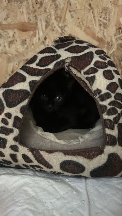 Котенок мальчик 1 мес