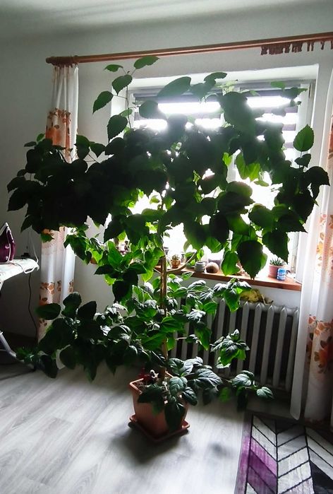 Hibiskus Róża chińska SPRZEDAM!
