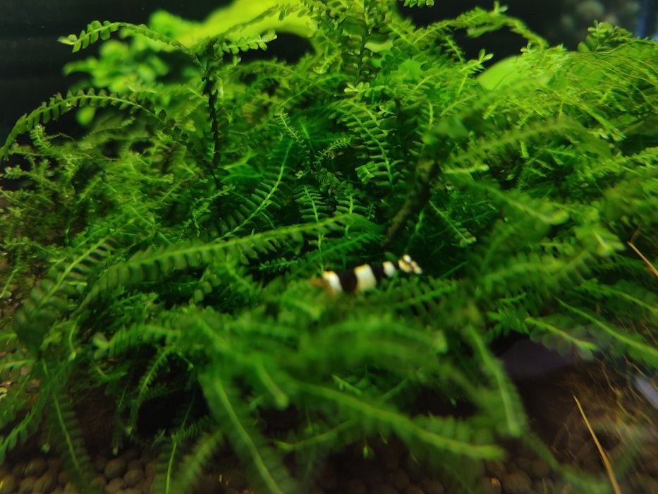 Krewetki crystal black PBL