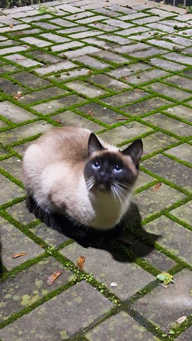 Кошенята  шукають родину