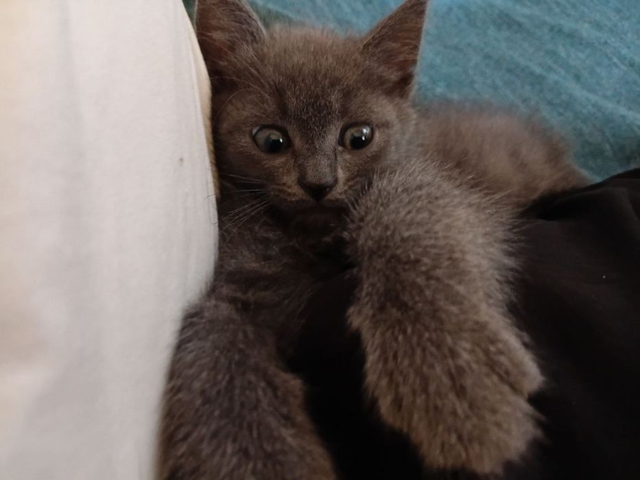 Віддам котеня хлопчик