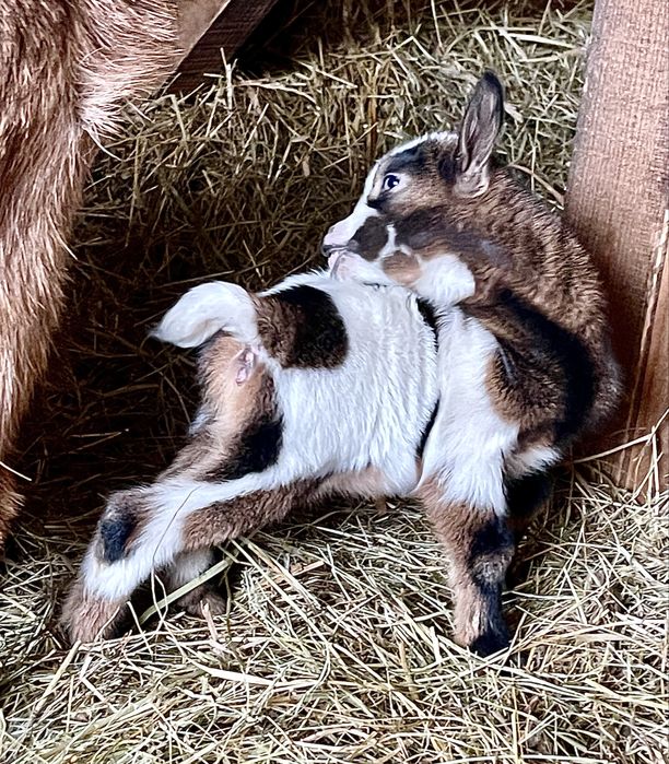 Карликрвая коза Голландский гном мини козлята