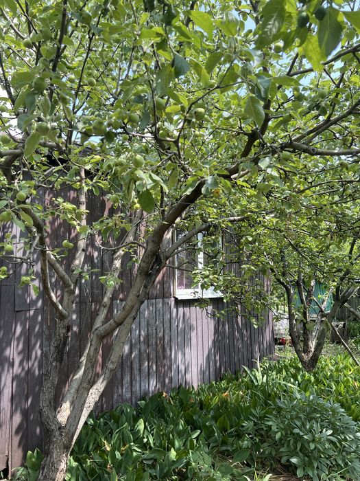 Продам земельну ділянку 12 соток м . Златопіль Харківська обл.