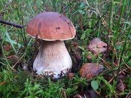 Sprzedam suszone grzyby