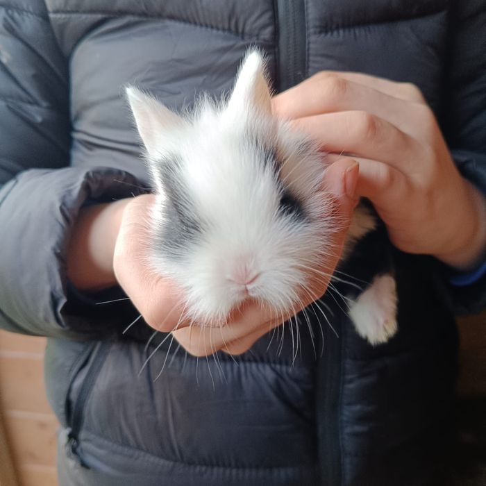 Króliki miniaturki
