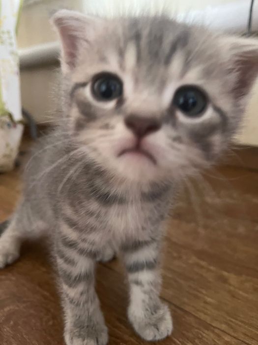 Продам котика (веслоухий британець)