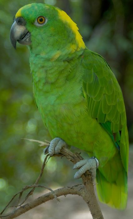 Papagaio amazonas