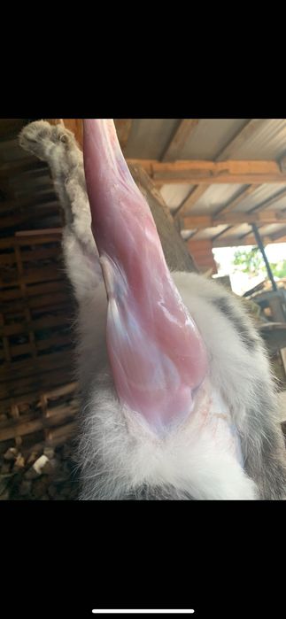 Продам мʼясо кроликів