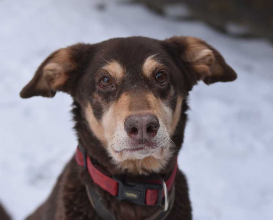 Mijają kolejne lata samotności tej kochanej psinki..