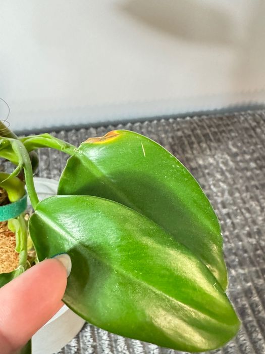 Philodendron mix